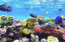 Best half-day snorkel tour: visit Kaan Luum, Yalku & Cenote