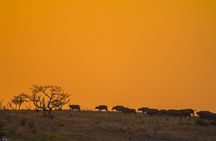 iSimangaliso Sunset Game Drive