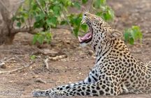 4-Day Safari to Tarangire ,Serengeti and Ngorongoro crater from Arusha