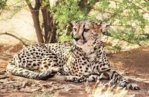 4-Day Safari to Tarangire ,Serengeti and Ngorongoro crater from Arusha