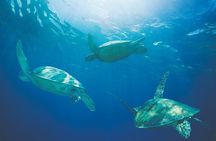 Kona Coastline Escape: Sail with Dolphins & Turtles on Honi Olani