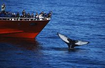 Reykjavik Whales & White Water Rafting Adventure