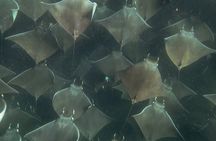 Ocean Safari Snorkel Adventure