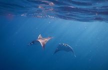 Ocean Safari Snorkel Adventure