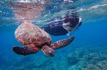 Snorkeling Tour to Swim with Sea Turtles at Yakushima Island