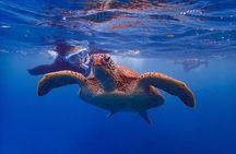 Snorkeling Tour to Swim with Sea Turtles at Yakushima Island