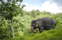 Phuket Elephant Sanctuary Canopy Walkway Tour 