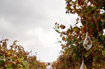 Heraklion Private Half-Day Gastronomy Diaries Experience in Lyrarakis Winery