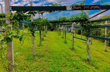 Hamakua Coast Farm Small-Group Walking and Tasting Tour