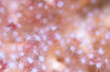 Scuba Diving in Yakushima island (for certified divers only)