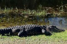 Private Tour of Everglades National Park