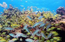 PADI Discover Scuba Diving for divers without certification