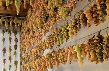 Guided Cycle Tourism Wine Tour by E-Bike on the Island of Elba "Arrighi"