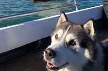 Howth Cliff Cruises