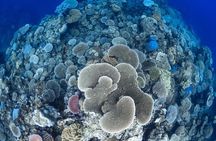Outer Reef Mackay Cay Sail & Snorkel Adventure from Port Douglas