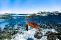 Outer Reef Mackay Cay Sail & Snorkel Adventure from Port Douglas
