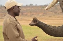 90-minute Elephant Watching Experience in Hoedspruit 