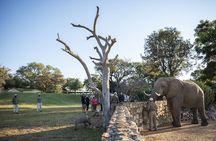 90-minute Elephant Watching Experience in Hoedspruit 
