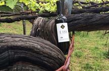 Tenuta San Francesco Wine Tasting