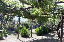 Wine Tasting at Basileo Cellar with Lunch