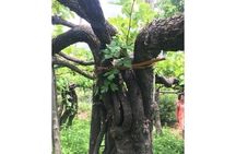 Wine Tasting at Basileo Cellar with Lunch