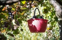 Wine tasting at the Apicella winery