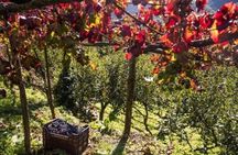 Wine tasting at the Apicella winery