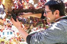 Wine tasting at the Apicella winery