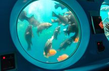 Yellow Semi-Submarine Tour of Catalina Island From Avalon
