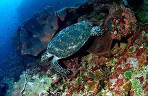Snorkeling Adventure with East Nusa Penida Tour All Inclusive