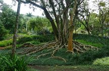 Private Half-Day Tour in Sítio Roberto Burle Marx
