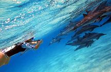 Sataya Dolphin House Snorkel Trip - Marsa Alam