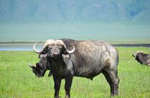 6 Days lodge &camping tour Serengeti ,Tarangire ,Ngorongoro Crater and Manyara