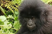 1 Day Rwanda Gorilla Trekking