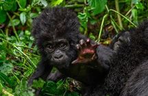 1 Day Rwanda Gorilla Trekking