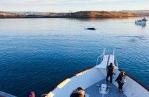 Whale Watching Cruise on a Yacht in Reykjavik 