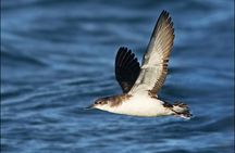 Whale Watching and Marine Life Tour in Reykjavik