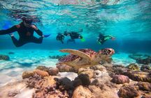 Ocean Safari Great Barrier Reef Experience in Cape Tribulation