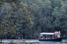 A Mangrove River Cruise on Langkawi