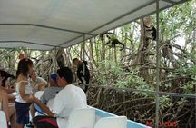 Monkey Mangrove tour