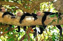 Monkey Mangrove tour