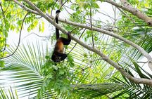 Monkey Mangrove tour