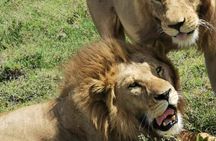 Tarangire National Park Private Day Tour