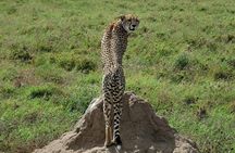 Private 6-Day Tanzania Big Five Wildebeest Migration Tour in Serengeti