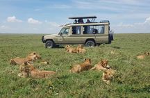 5-Day Northern Tanzania Safari Tour from Arusha