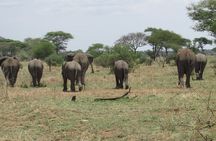 3 Days safaris Mid-Range Serengeti Tanzania