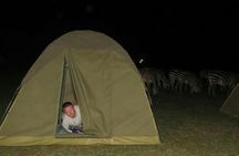 3 Days Private Budget Lodge Safari: Serengeti & Ngorongoro Crater