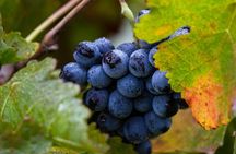 Exclusive Napa Valley Wine Tour