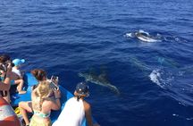  Fishing, Snorkelling & Dolphin Boat Tour
