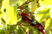 Corcovado National Park Hike - From Uvita